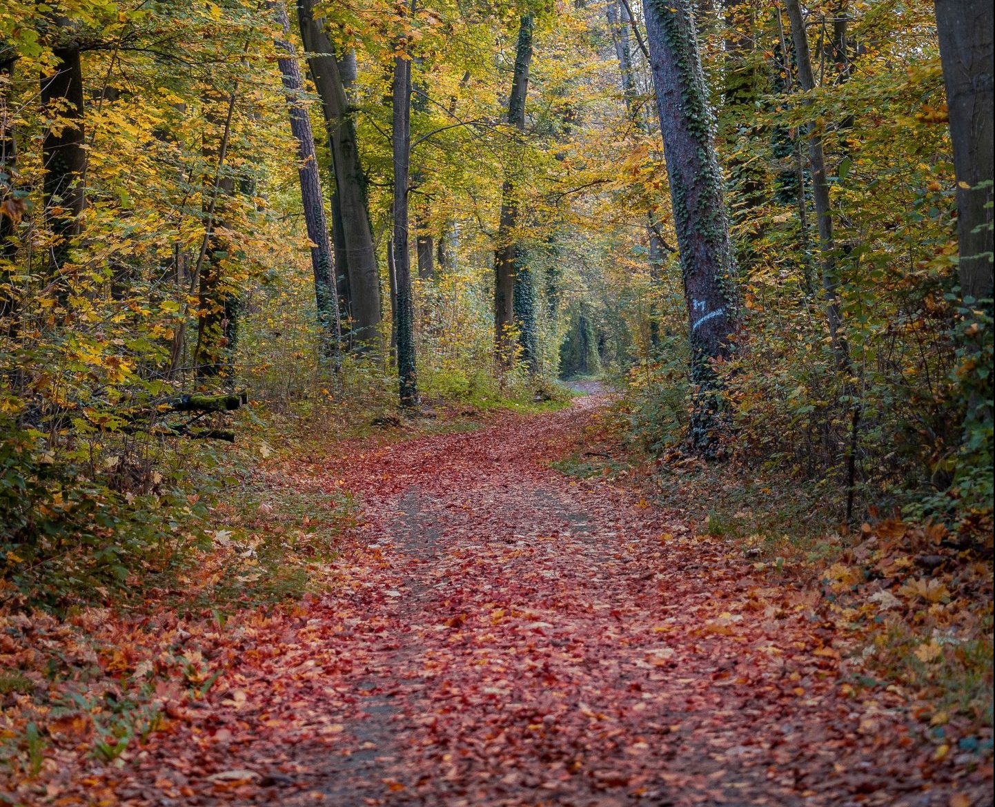 An Afternoon in the Laurel Highlands